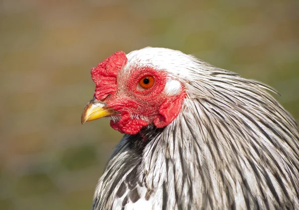 Handsome Light Brahma bantam rooster — Stock Photo, Image