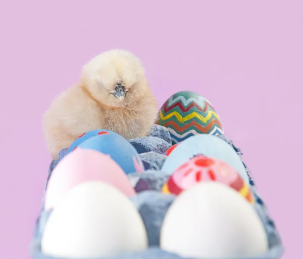 Nefis bir yumurta kartonu arasında renkli Paskalya yumurtaları içinde kabarık küçük Paskalya piliç tünemiş — Stok fotoğraf
