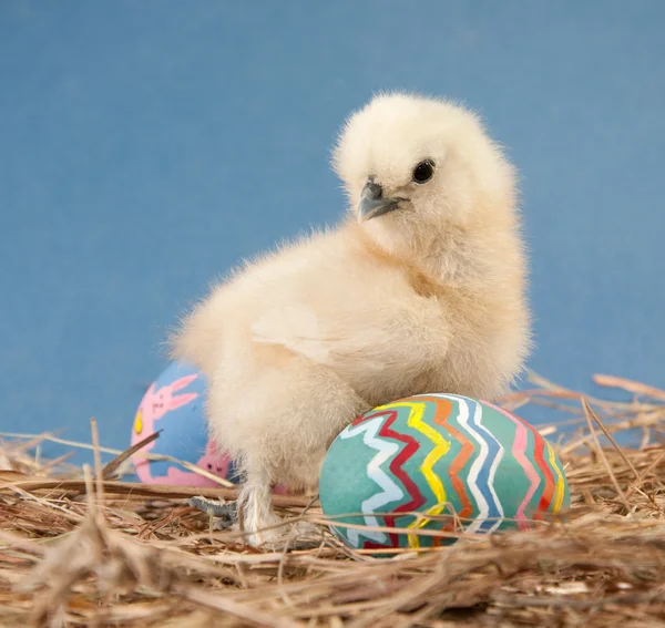 Peludo pollito de Pascua en heno con fondo azul — Foto de Stock