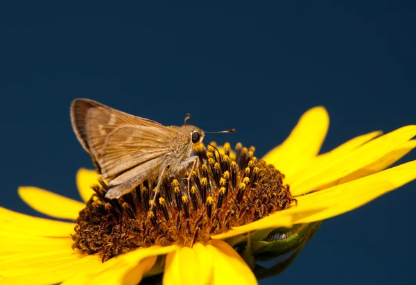 Winziger Skipper-Schmetterling ernährt sich von einer leuchtend gelben wilden Sonnenblume — Stockfoto