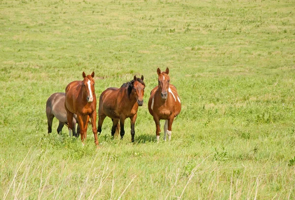 Маленькое стадо ранчо лошадей на зеленых лугах летом — стоковое фото