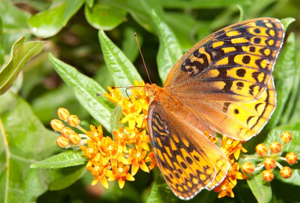 素晴らしいをちりばめたツマグロヒョウモン蝶、ギンボシヒョウモン キュベレー、蝶の雑草の花に給餌 — ストック写真