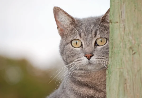Chat bleu tabby regardant par derrière un poteau de clôture — Photo