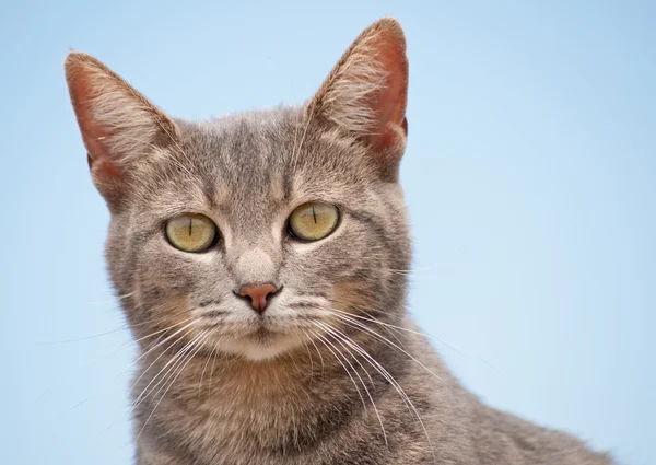 Nahaufnahme einer blau gestromten Katze, die den Betrachter anschaut, mit klarem blauen Himmelshintergrund — Stockfoto