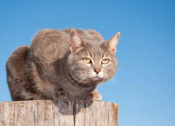 Azul gato tabby descansando em cima de um log contra céu azul claro — Fotografia de Stock