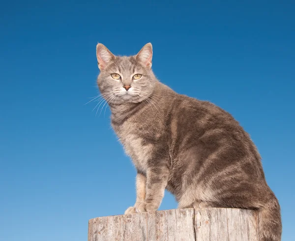 Chat bleu tabby assis sur une bûche contre un ciel bleu clair, regardant le spectateur — Photo