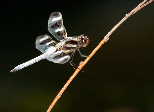 Tolv plats Skimmer dragonfly uppflugen på en kvist, ventral vy — Stockfoto