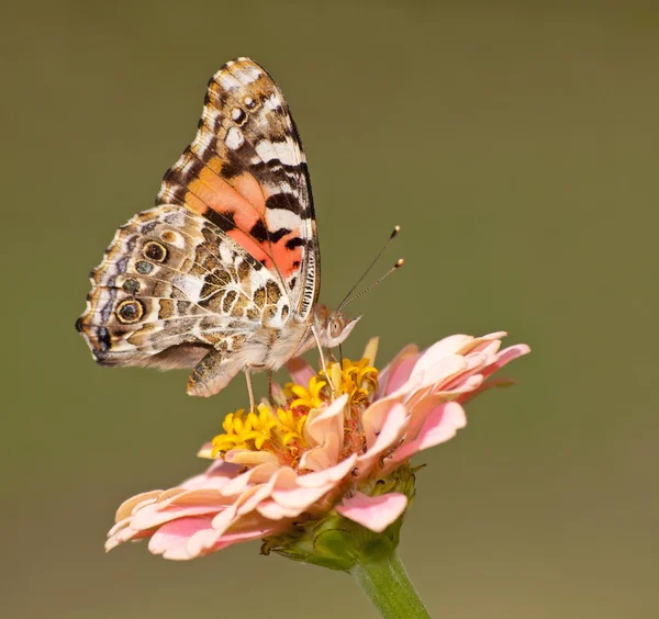 Vanessa cardui, gemalte Schmetterlingsdame ernährt sich von einer Blume vor grünem Hintergrund — Stockfoto