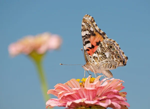 Doamnă pictată fluture, Vanessa cardui, hrănindu-se cu zinnia roz împotriva cerului albastru — Fotografie, imagine de stoc