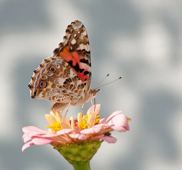 Malované Lady, Vanessa cardui motýl krmení na světle růžové cínie — Stock fotografie