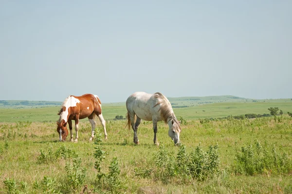 Två hästar betande mot stora öppna prärien bakgrund — Stockfoto