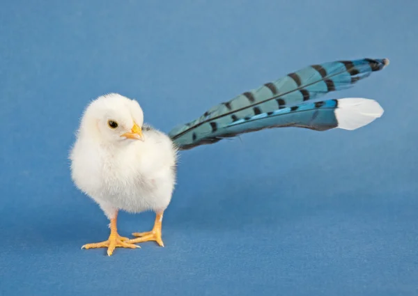 Komisches Bild eines winzigen Osterkükens, das stolz seine großen Jungenfedern trägt, Konzept eines Jungen, der versucht, zu schnell zu erwachsen zu werden — Stockfoto