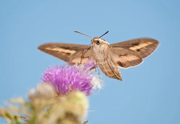 Front view of a White-Lined Sphinx Moth in flight, feeding on thistle — Stock Photo, Image