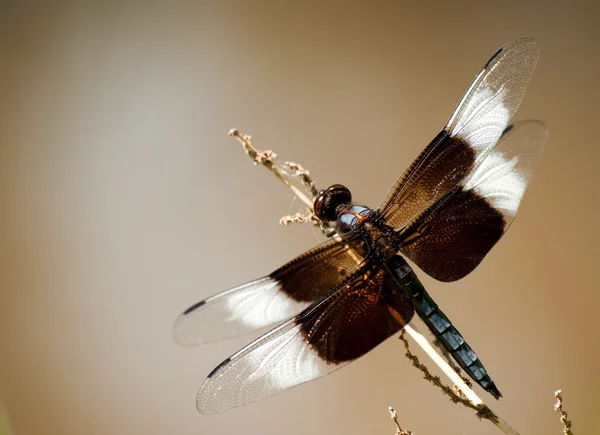 Zbliżenie obrazu wdowa odpieniacz Dragonfly w jej naturalnym środowisku — Zdjęcie stockowe