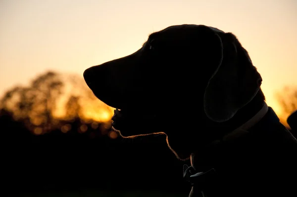 Silhuetten av en Weimaraner hund mot solnedgången — Stockfoto