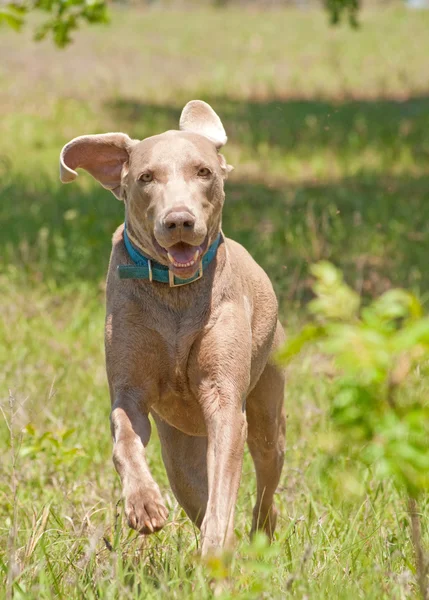 Wyżeł weimarski pies biegnąc w kierunku widza w trawa wiosna zielony — Zdjęcie stockowe