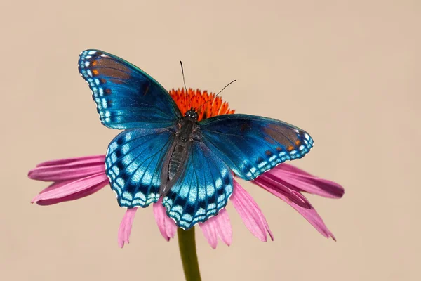 Rotgetupfter lila Admiral-Schmetterling auf violettem Sonnenhut, vor leicht gedämpftem Hintergrund lizenzfreie Stockbilder