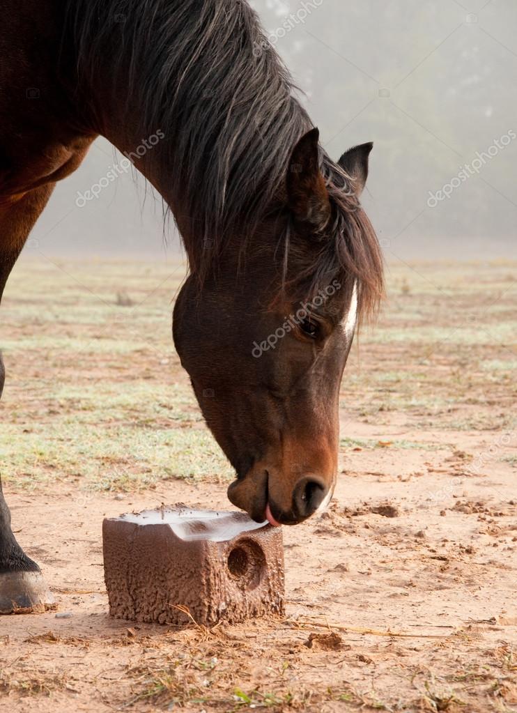Dark bay horse licking on a salt block Stock Photo by ©okiepony 64325493