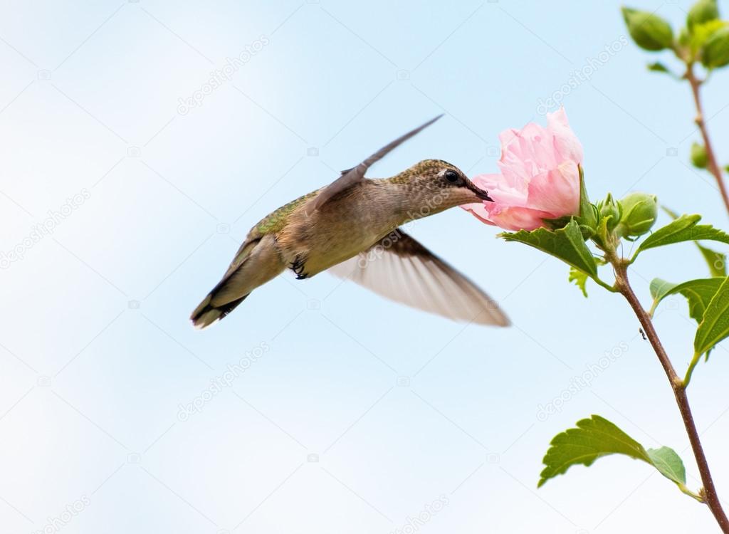 Young Hummingbird feeding on a pink Althea flower