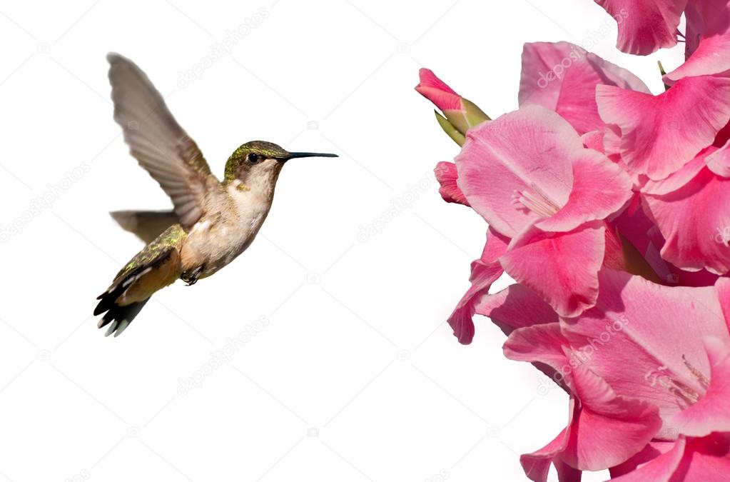 Hummingbird hovering next to a Gladiolus flower, isolated on white
