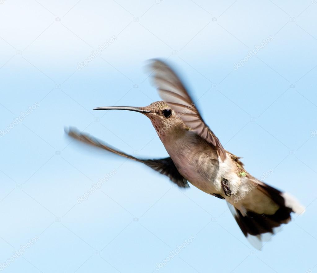 Ruby-throated Hummingbird hovering, looking at the viewer