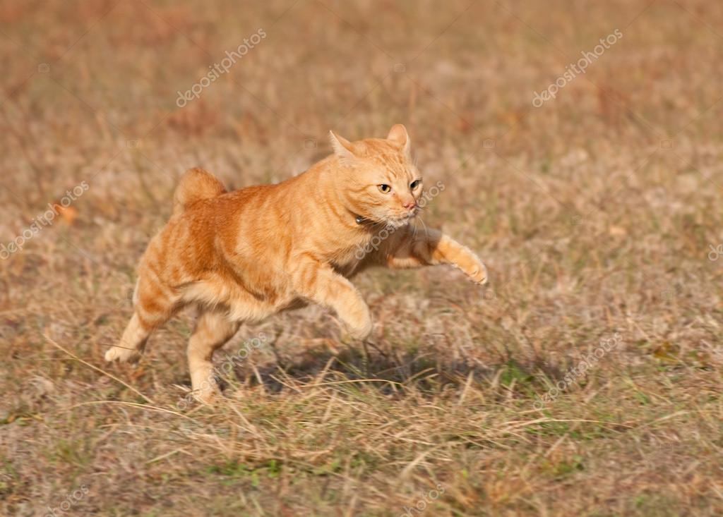 Orange tabby cat running across autumn 