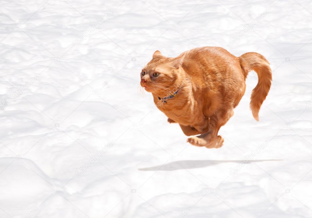 Cat running speed 2025