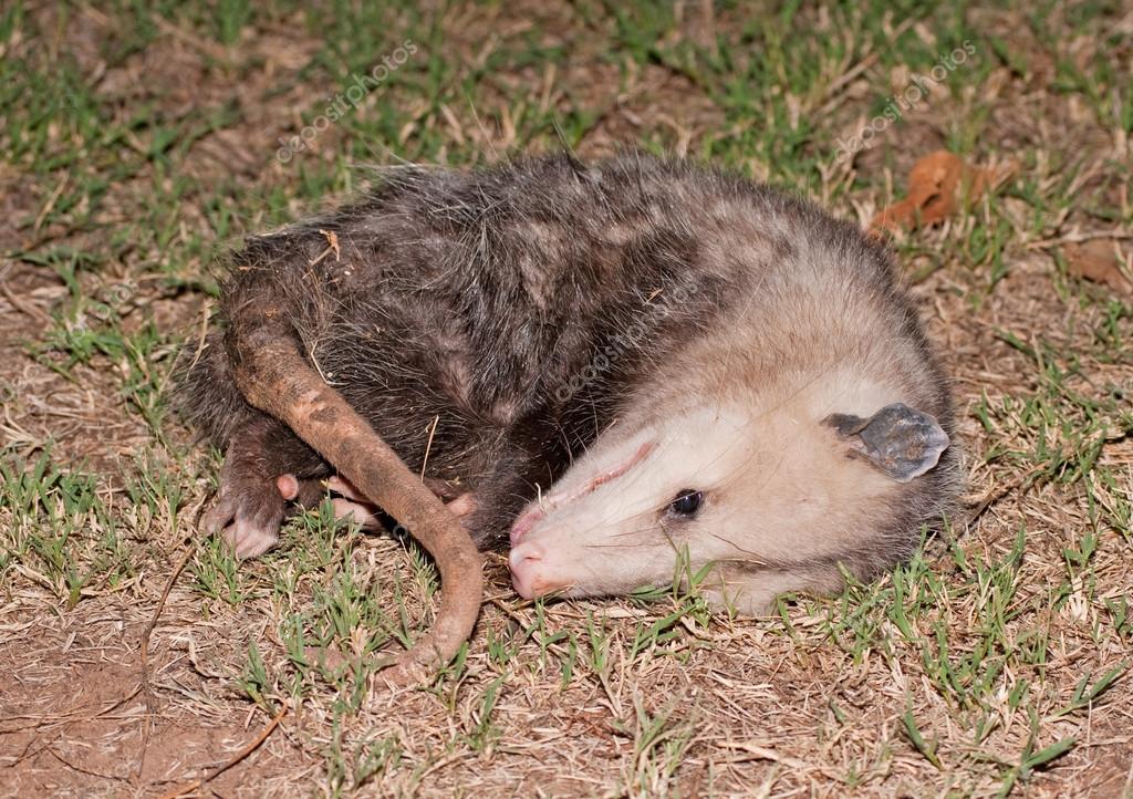 Playing Possum