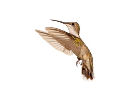 Genç kadın Ruby - boğazlı sinek kuşu uçuş beyaz arka plan