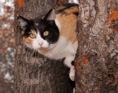 İki ağaç gövdeleri bakmak güzel alaca kedi