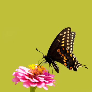 Doğu siyah Swallowtail kelebek pembe Zinnia yaz yeşil arka plan üzerinde