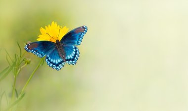 Sarı çiçek - bir kartvizit arka plan tasarımı üzerinde mavi kelebek