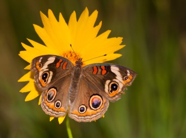 Renkli ortak Buckeye kelebek, bir İlkbahar geç akşam sarı bir büyük çiçek Junonia coenia