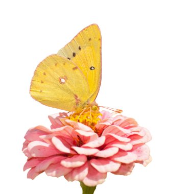 Turuncu kükürt, beyaz arka plan üzerinde pembe Zinnia beslenirler Colias eurytheme kelebek