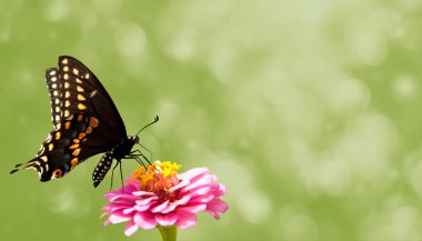 Siyah Swallowtail kelebek pembe Zinnia, doğa temalı kartvizit tasarımı üzerinde rüya gibi görüntü