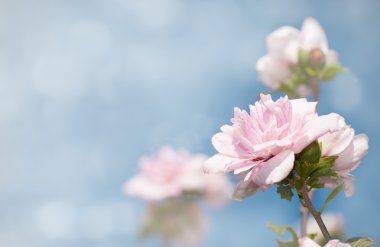 Mavi gökyüzü karşı hafif pembe Althea çiçek rüya gibi görüntü