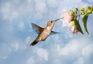 Dreamy image of a Hummingbird feeding on a pale pink Hibiscus flower clipart