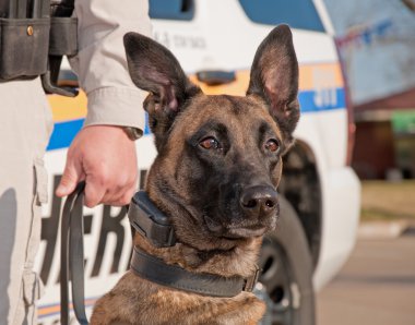 Polis köpeği çalışmaya, arka planda devriye arabası ile hazır