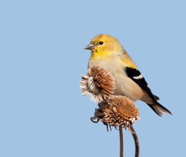 Male American Goldfinch in winter plumage, perched on top of dry wild sunflower seedpods