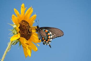 Sarı bir ayçiçeği karşı beslenirler yeşil Swallowtail kelebek açık mavi gökyüzü