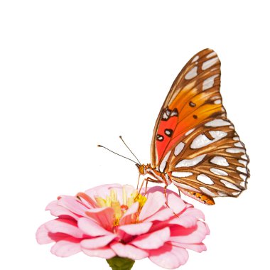 Körfez Fritillary kelebek pembe Zinnia çiçeği beyaz arka plan üzerinde beslenirler