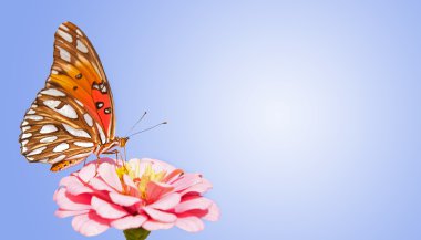 Gulf Fririllary butterfly feeding on pink Zinnia against brilliant blue gradient background clipart