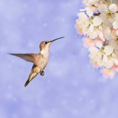 Ruby-throated Hummingbird getting ready to feed on spring flowers, on dreamy lilac background clipart