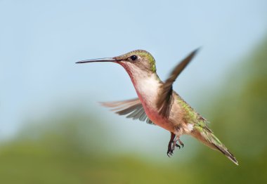 Genç erkek yakut boğazlı Hiummingbird uçuş