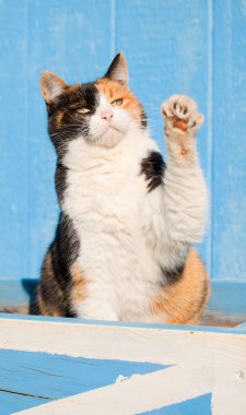 Beautiful calico cat playing with her paw in the air, against a blue barn clipart
