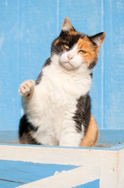 Onun pençe bir mavi ahır arka plan ile hava ile oyun oynayan alaca kedi