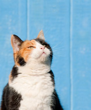 Alaca kedi onu kopya uzaya - mesajınız için hazır arıyorum