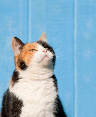 Calico cat looking up above her into copy space - ready for your message clipart