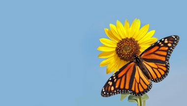 Monarch kelebek ayçiçeği karşı açık mavi gökyüzü, saf doğa kavramı ile bir kartvizit tasarımı