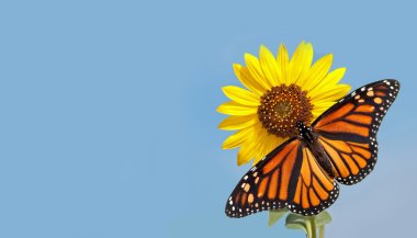 Monarch butterfly on sunflower against clear blue sky, a business card design with pure nature concept clipart